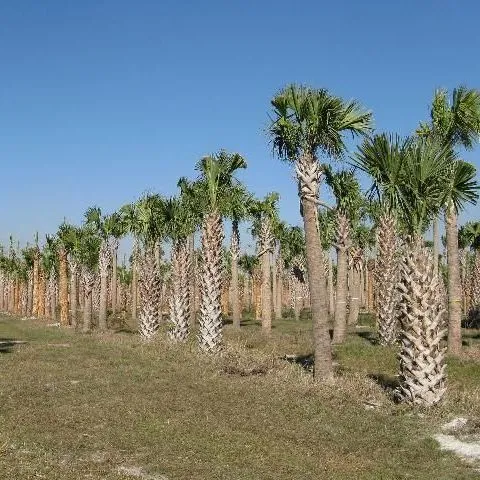 thumbnail for publication: Regenerated Sabal/Cabbage Palms (Sabal palmetto): Why and How